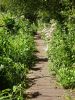 The board walk, Greywell Moors