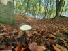 Autumn woodland floor carpeted in leaves and mushrooms