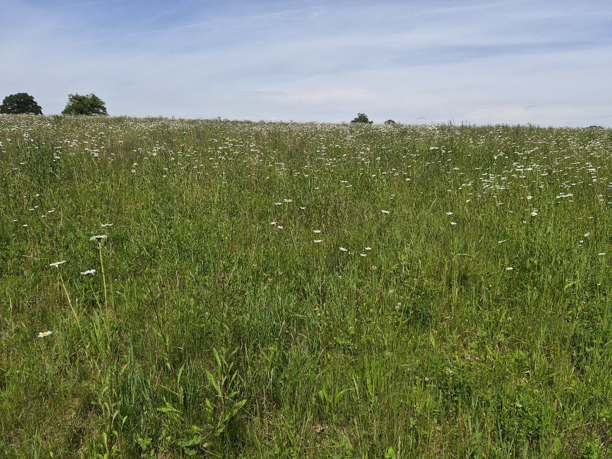 Wild flower meadow on a Finchley & Hornsey group walk near Chipperfield