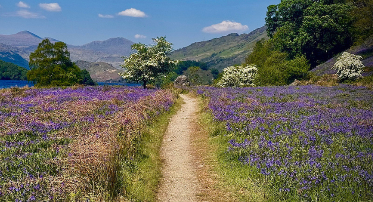 Heather blooms as mountains rise up in the background