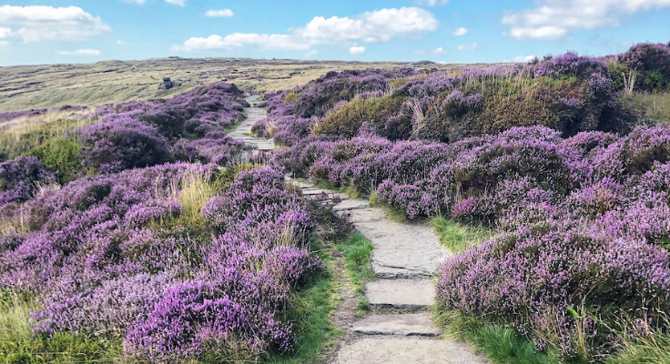 A flagstone path winds between blooming heather atop Kinder Scout