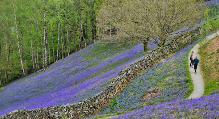 A path winds at the edge of a heather-studded hill, flanked by a dry stone wall