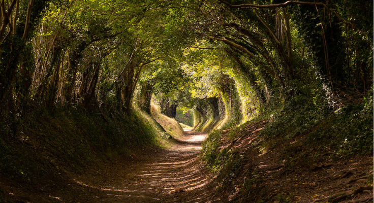 Trees bend over a holloway forming a curved canopy